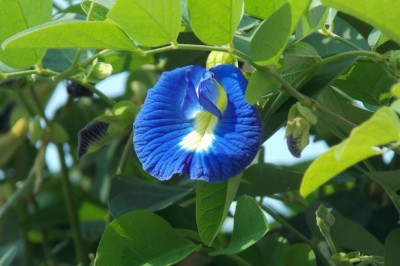 Cây dược liệu cây Ðậu biếc - Clitoria ternatea L