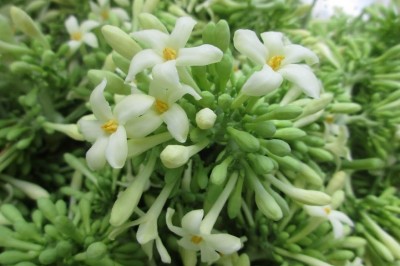 Tác dụng chữa bệnh không ngờ từ hoa đu đủ đực