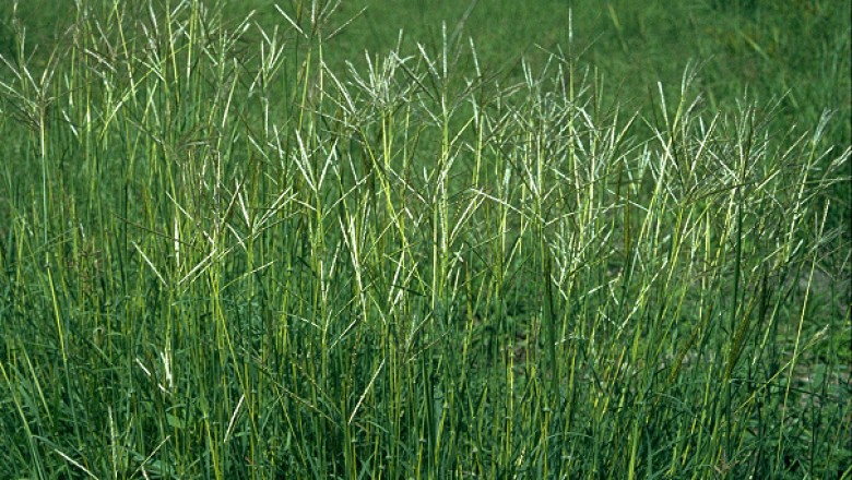 Cây Hoa cỏ - Bothriochloa pertusa (L.) A. Camus (Amphilophis pertusa (L.) Nash ex Stapf
