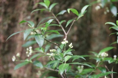 Cây Hế mọ, Mán kho, Cỏ nòi - Psychotria sp