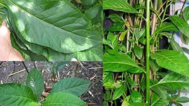 Loại cây chữa bách bệnh trồng tại nhà như thế nào?