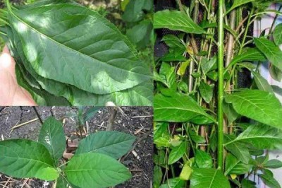 Loại cây chữa bách bệnh trồng tại nhà như thế nào?