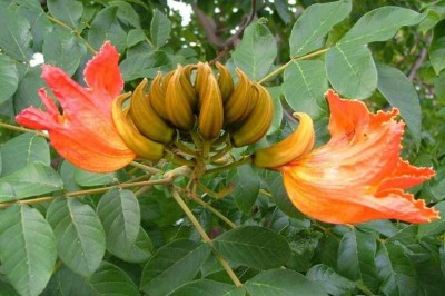 Cây Hoa chuông đỏ, Hồng kỳ - Spathodea campanulata P. Beauv