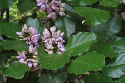 Cây Dây lim, Dây lá bánh giầy, Ním - Pongamia pinnata (L.) Merr., (P. glabra Vent., Derris indica Benn.)
