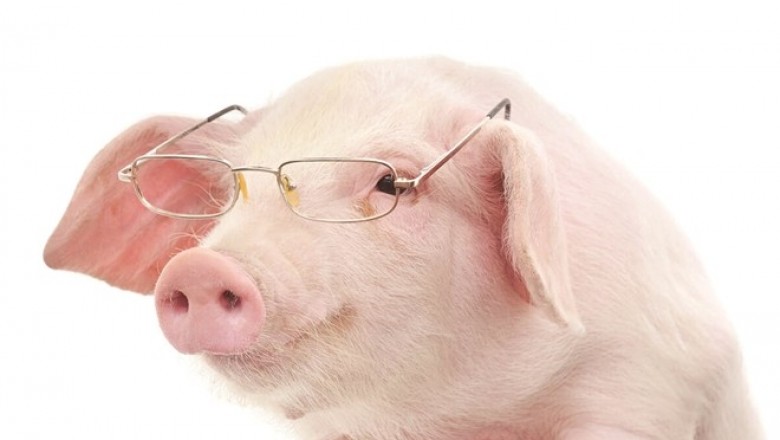 Lợn thông minh hơn cả chó và tinh tinh!