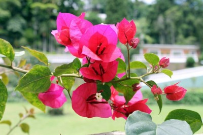 Cây Hoa giấy, Bông giấy - Bougainvillea brasiliensis Raeusch (B. spectabilis Willd.)
