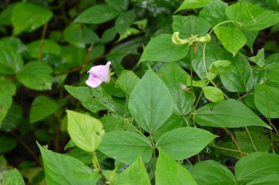 Cây Ðậu cờ, Sâm gạo - Vigna vexillata (L., ) A. Rich