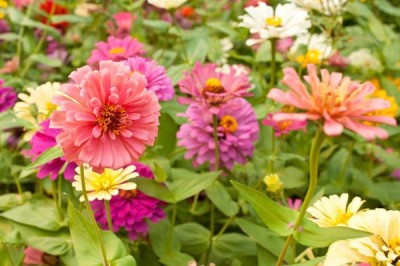 Cây Hoa cánh giấy, Di nha - Zinnia elegans Jacq
