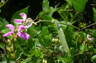 Cây Ðậu cộ biển - Canavalia cathartica Thouars (C. turgida Grah ex Gray. C. microcarpa (DC.) Piper)