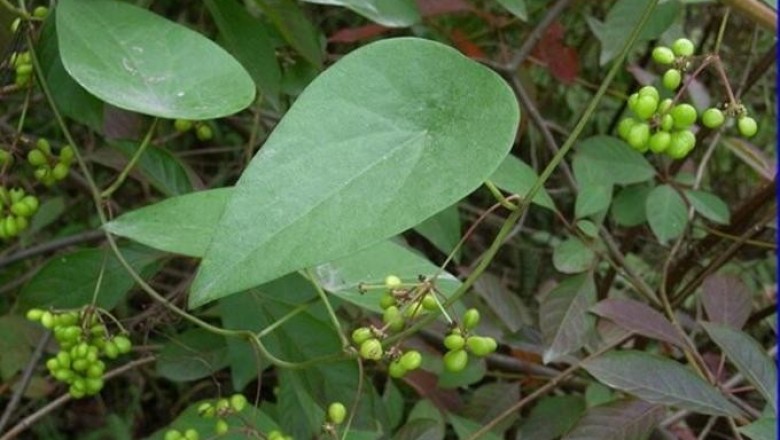 Cây Dây lõi tiền rễ dài - Stephania longa Lour