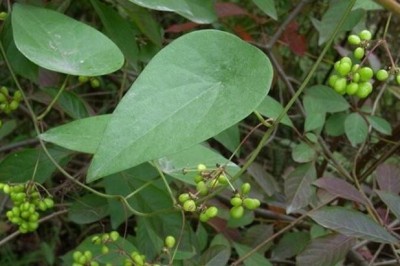 Cây Dây lõi tiền rễ dài - Stephania longa Lour