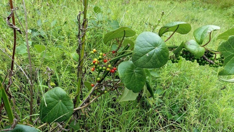 Cây Dây lõi tiền - Stephania japonica (Thunb.) Miers