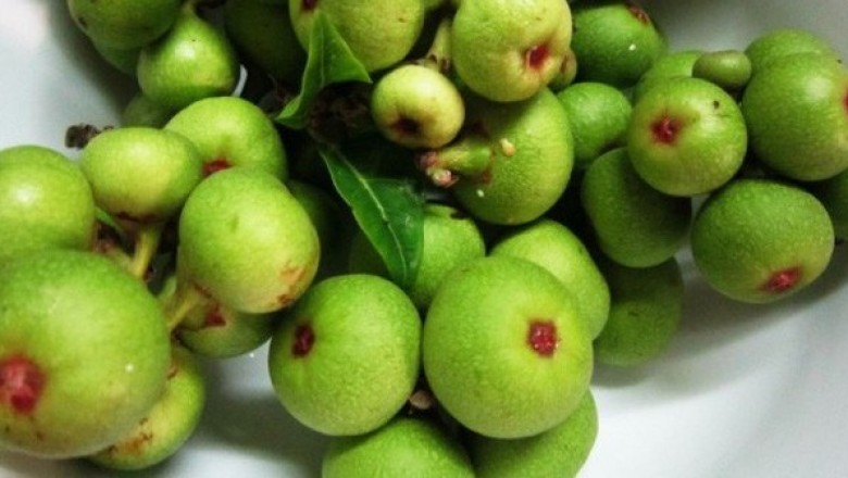 Qua nghiên cứu hiện đại cho thấy những công dụng chữa bệnh tuyệt vời từ quả sung