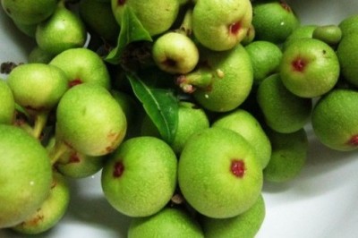 Qua nghiên cứu hiện đại cho thấy những công dụng chữa bệnh tuyệt vời từ quả sung