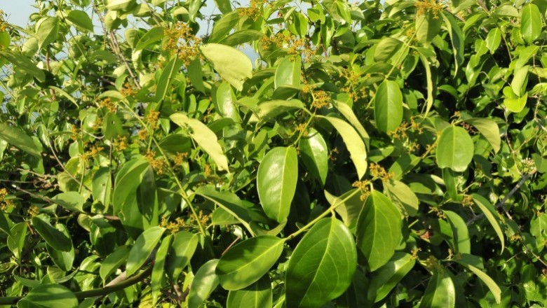 Cây Dây húc, Dây sàng - Reissantia indica (Willd.) Hallé (Hippocratea indica Willd.)