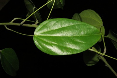 Cây Dây hoàng liên - Arcangelisia flava (L.) Merr