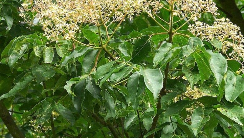 Cây Dầu dấu, Cây bảy bò - Euodia sutchuenensis Dode, Tetradium daniellii (Benn.) T.G.Hartley.