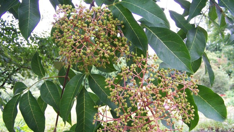 Cây Dầu dấu chẻ ba, Tứ chẻ ba - Tetradium trichotomum Lour. (Euodia trichotoma (Lour.) Pierre)