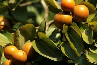 Cây Ðậu gió, Dây gió - Strychnos ignatii Berg