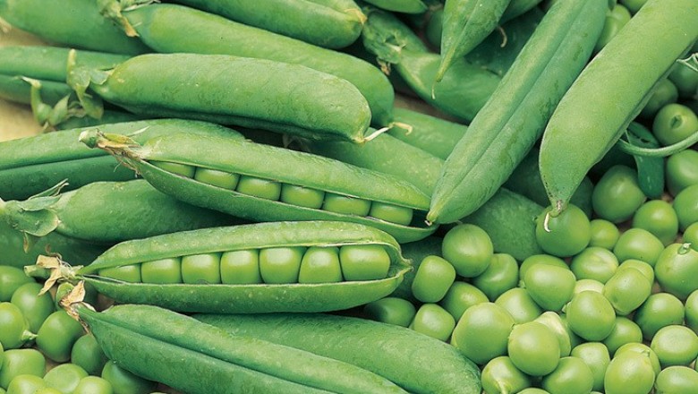 Cây Ðậu Hà Lan - Pisum sativum L