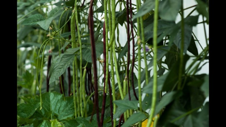 Cây Ðậu đen thòng, Ðậu trắng - Vigna unguiculata (L.) Walp. subsp