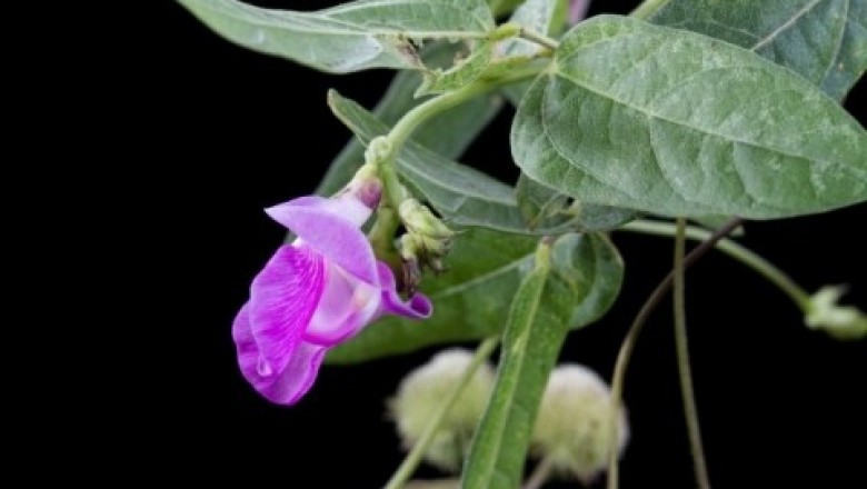 Cây Ðậu hoa tuyến, Ðậu hoa xoắn - Vigna adenantha (G.F.Mey.) Mar., Masch. et Stain. (Phaseolus adenanthusG.F. Mey.)