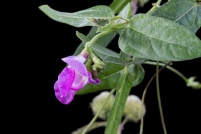 Cây Ðậu hoa tuyến, Ðậu hoa xoắn - Vigna adenantha (G.F.Mey.) Mar., Masch. et Stain. (Phaseolus adenanthusG.F. Mey.)