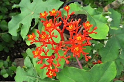 Cây Dầu lai có củ, Sen lục bình, Ngô đồng - Jatropha podagrica Hook