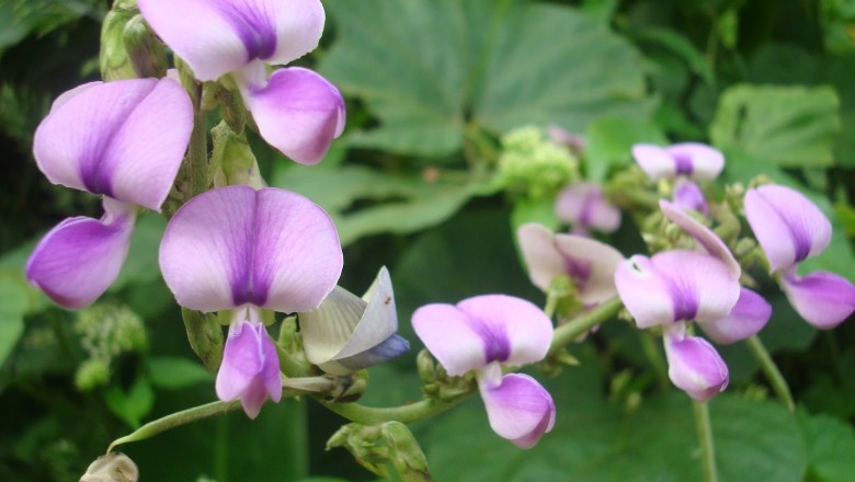 Cây Ðậu ma - Pueraria phaseoloides (Roxb.) Benth