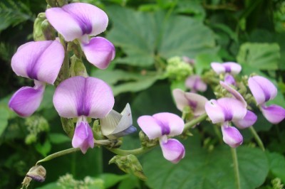 Cây Ðậu ma - Pueraria phaseoloides (Roxb.) Benth