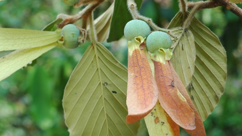 Cây Dầu đồng - Dipterocarpus tuberculatus Roxb