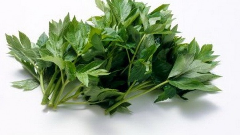 Loài thảo dược Ashitaba có chứa tinh chất chống lão hóa