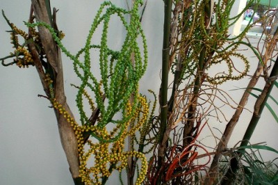 Cây Cau chuột Nam Bộ - Pinanga cochinchinensis Blume