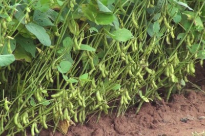 Cây Ðậu muồng ăn, Ðậu mười, Ðậu xanh bốn mùa - Vigna mungo (L.) Hepper