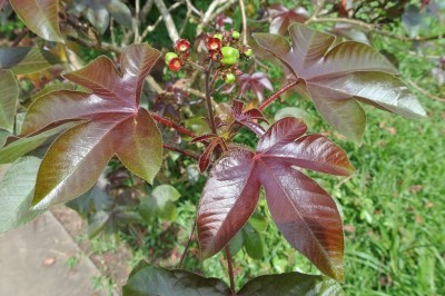Cây Dầu mè tía, Dầu lai vải - Jatropha gossypiifolia L