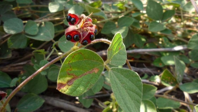Cây Ðậu mỏ leo - Rhynchosia volubilis Lour