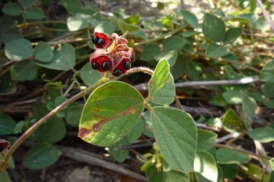 Cây Ðậu mỏ leo - Rhynchosia volubilis Lour