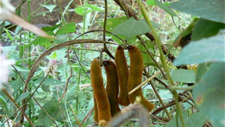 Cây Ðậu mèo rừng, Móc mèo; Ðậu ngứa - Mucuna pruriens (L.) DC