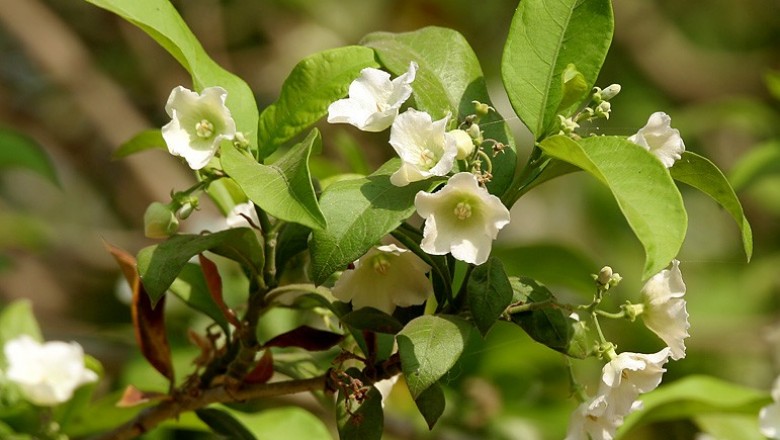 Cây Dây hoà liệt - Vallaris solanacea (Roth) Kuntze (V. heynei Spreng.)