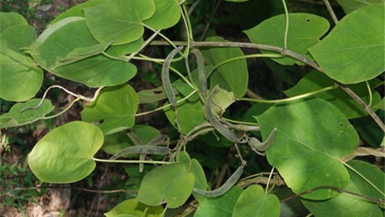 Cây Dây hàm liên - Marsadenia tenacissima (Roxb.) Wight et Arn