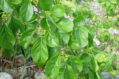 Cây Dây gối tròn - Celastrus orbiculatus Thunb