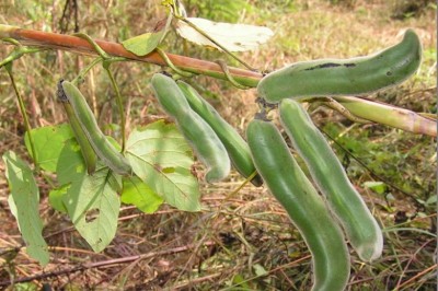 Cây Ðậu mèo - Mucuna cochinchinensis (Lour.) A. Chev