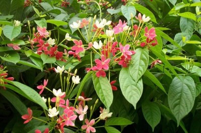 Cây Dây giun, Cây quả giun - Quisqualis indica L