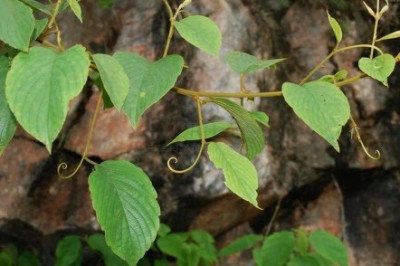 Cây Dây đòn kẻ cắp, Dây đòn gánh - Gouania javanica Miq