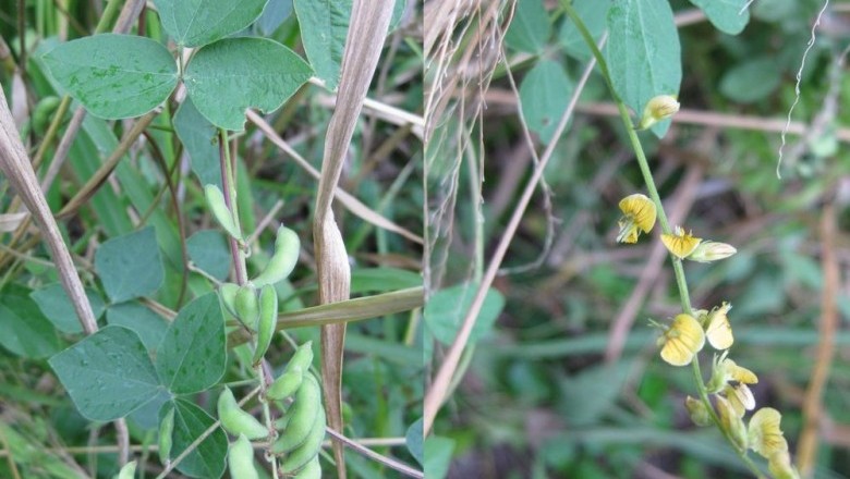 Cây Ðậu mỏ nhỏ - Rhynchosia minima (L.) DC