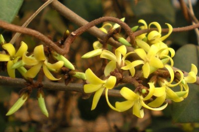 Cây Dây giáo vàng - Toxocarpus villosus (Blume.) Decne