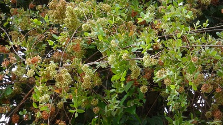 Cây Dây đầu mầu, Dực dài, Hoa tượng, Bù nhơn - Calycopteris floribunda (Roxb.) Lam