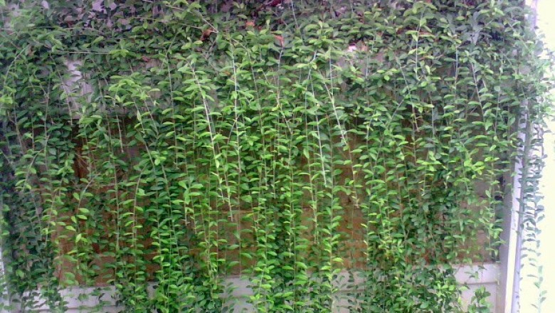 Cây Dây dọi tên, Bạch đầu bầu dục - Vernonia elliptica DC. (V. elaeagnifolia DC.)