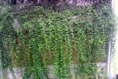 Cây Dây dọi tên, Bạch đầu bầu dục - Vernonia elliptica DC. (V. elaeagnifolia DC.)