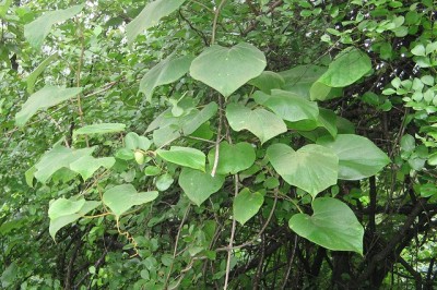 Cây Dây đau xương, Tục cốt đằng – Tinospora sinensis (Lour.) Merr. (T. tomentosa Miers)